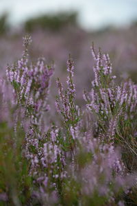 Close-up of purple flowering plants on field