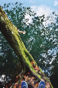 Low section of person standing on tree trunk