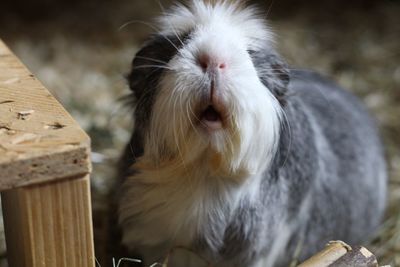 Close-up portrait of a rabbit