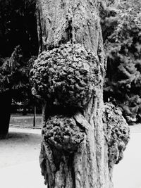 Close-up of tree trunk