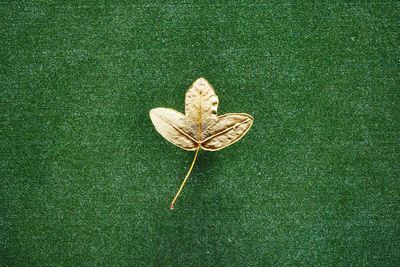 High angle view of leaf on field