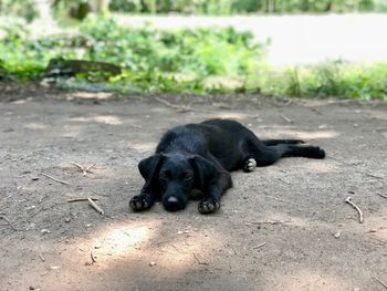 High angle view of dog resting on footpath