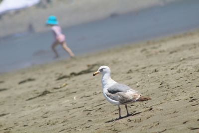 Seagull on sand at beach