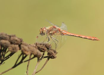 Close-up of insect on twig