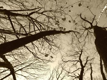 Low angle view of bare trees