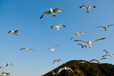 Low angle view of birds flying in the sky