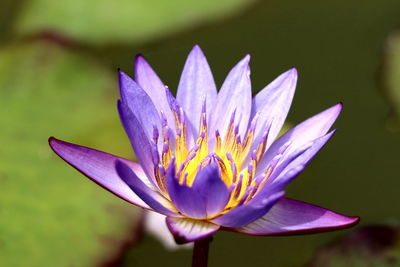 Close-up of purple water lily