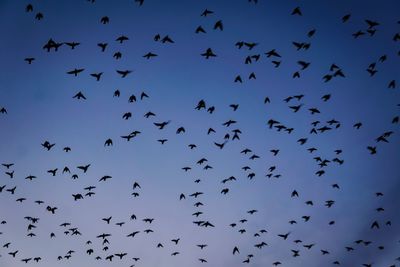 Low angle view of birds flying in the sky