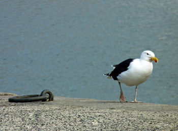 Close-up of birds