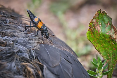 Close-up of butterfly on leaf