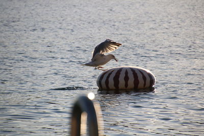 Bird flying over water 