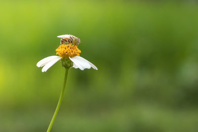 Close-up of insect on flower