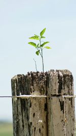 Low angle view of tree