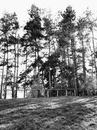 Trees on field against sky