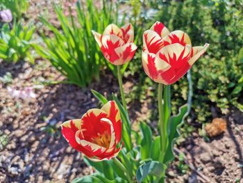 Close-up of red crocus flower on field