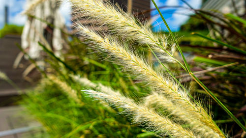 Close-up of stalks in field