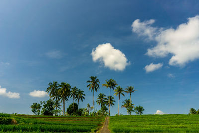 Agriculture with yellowing green rice with coconut blue sky in the agricultural sector in indonesia