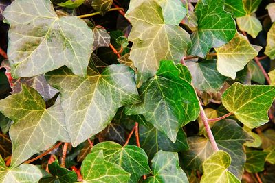 High angle view of leaves on plant