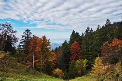 Scenic view of trees in forest during autumn