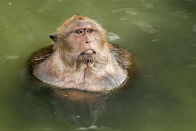 High angle view of long-tailed macaque in lake