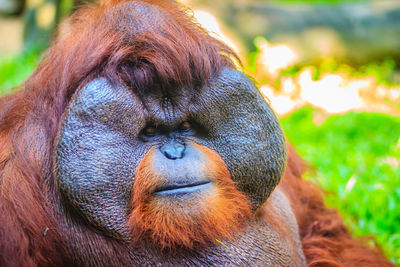 Close-up portrait of face outdoors