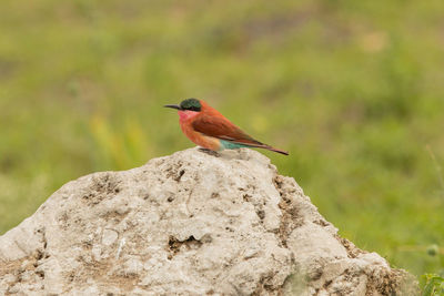 Close-up of bird perching on rock