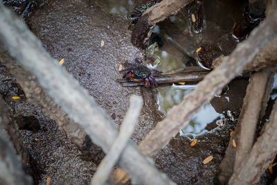 High angle view of spider on web