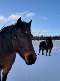 Horses on snow covered land