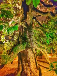 Close-up of tree trunk