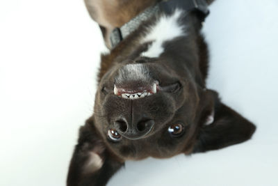 Close-up portrait of a dog