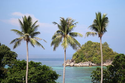 Palm trees on beach against sky
