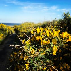 Close-up of yellow flowers in field