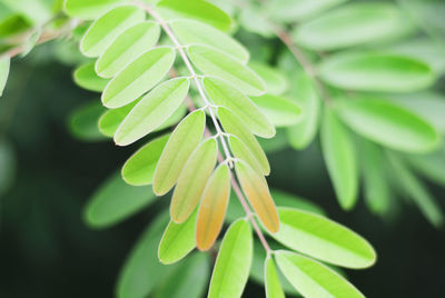 Close-up of fresh green leaves