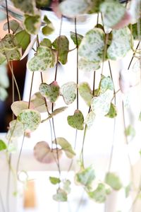 Close-up of flowering plant leaves