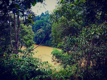 Plants growing by river in forest against sky