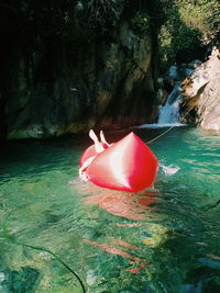 High angle view of red duck swimming in lake