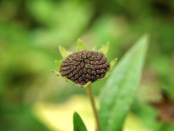 Close-up of flower on plant