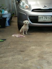 Dog sitting on car