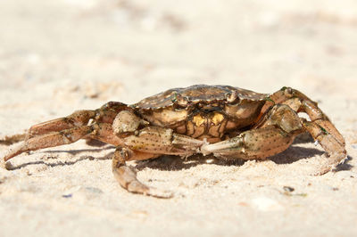 Live crab on the sandy shore of the black sea, ukraine, kherson region, close up