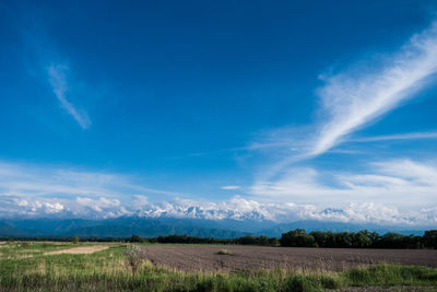Scenic view of agricultural field against blue sky
