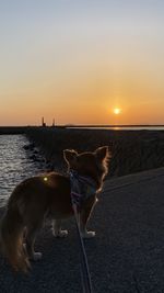 Dog standing on land against sky during sunset