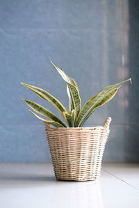 Close-up of potted plant in basket on table against wall
