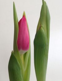 Close-up of flowers over white background