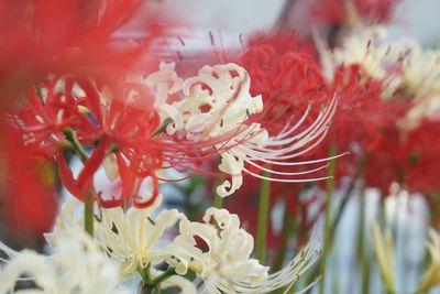 Close-up of red flowering plant