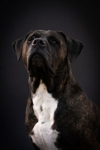 Close-up of dog looking away against black background