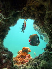 Fish swimming in sea