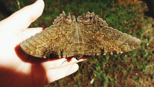 Close-up of hand holding butterfly