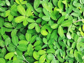 Full frame shot of plants