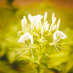 Close-up of white flowering plant