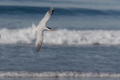 A tern banks in a turn with the ocean waves in the background